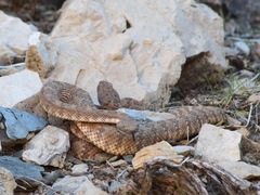 Crotalus stephensi