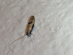 Elasmopalpus lignosella