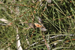 Hakea ulicina