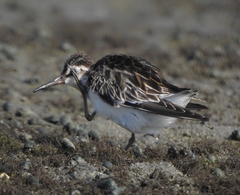 Calidris falcinellus