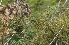 Hakea ulicina