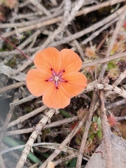Drosera platystigma
