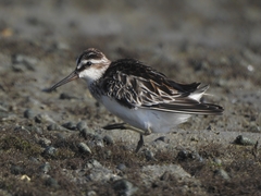 Calidris falcinellus