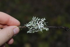 Evernia