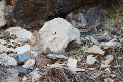 Crotalus stephensi