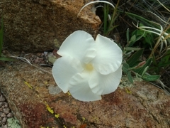 Mandevilla hypoleuca