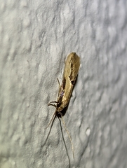 Elasmopalpus lignosella