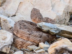 Crotalus stephensi