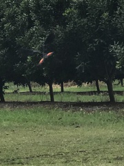 Calyptorhynchus banksii
