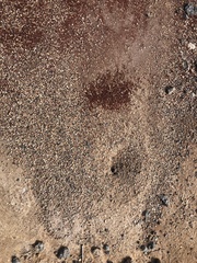 Pogonomyrmex californicus