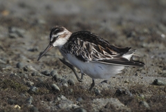 Calidris falcinellus