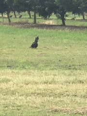 Calyptorhynchus banksii