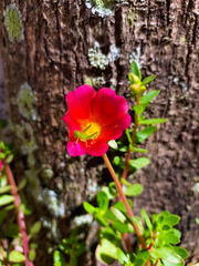 Schistocerca flavofasciata