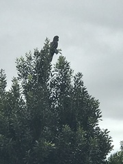 Calyptorhynchus banksii