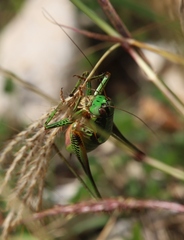 Eupholidoptera schmidti