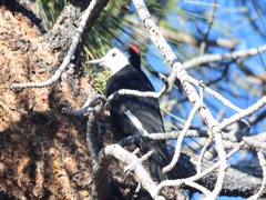 Dryobates albolarvatus