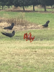 Calyptorhynchus banksii