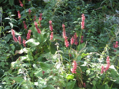 Bistorta amplexicaulis