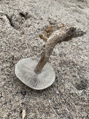 Melanoleuca cinereifolia