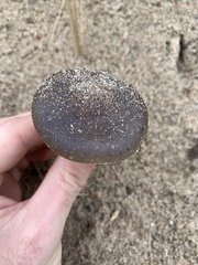 Melanoleuca cinereifolia