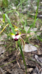 Caladenia atrovespa