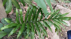 Leptochilus ellipticus