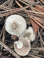 Agaricus californicus