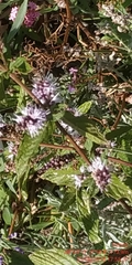 Mentha × piperita