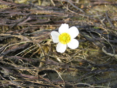 Ranunculus aquatilis