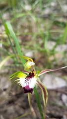 Caladenia atrovespa