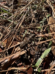 Monochamus carolinensis