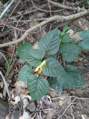 Clerodendrum japonicum