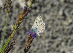 Polyommatus escheri