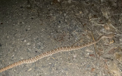 Crotalus ruber
