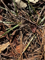 Monochamus carolinensis