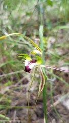 Caladenia atrovespa