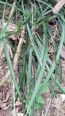 Ophiopogoneae