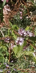 Mentha × piperita