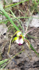 Caladenia atrovespa