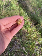 Calyptorhynchus lathami