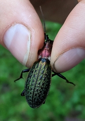 Carabus schrencki