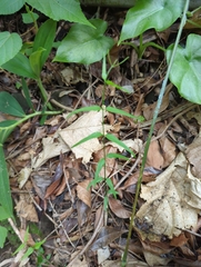 Jasminum nervosum