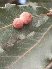 Quercus rugosa