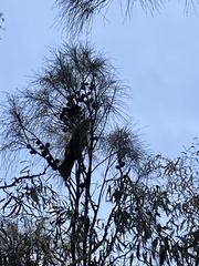 Calyptorhynchus lathami