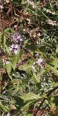 Mentha × piperita