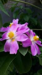 Pereskia grandifolia