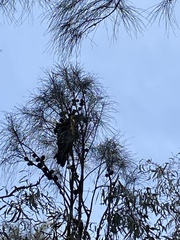Calyptorhynchus lathami