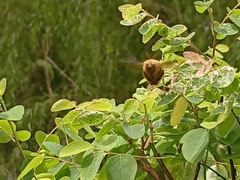 Xylocopa aestuans