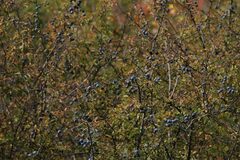 Prunus spinosa