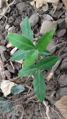 Tetrastigma formosanum